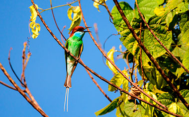 The striking blue throated bee eater
